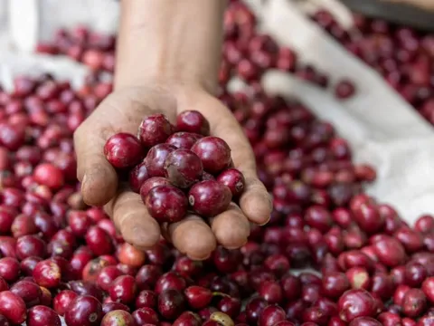 Giá nông sản ngày 13/10/2025: Cà phê và hồ tiêu đồng loạt giữ giá ổn định