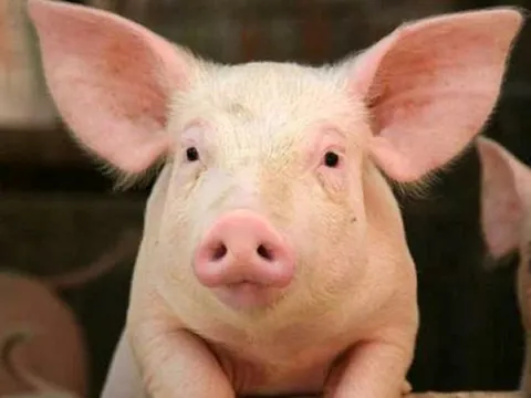 Giá heo hơi ngày 14/10/2025: Duy trì ổn định, chỉ giảm nhẹ tại một số địa phương