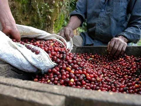 Giá nông sản ngày 14/10/2025: Cà phê và hồ tiêu giữ vững đà ổn định