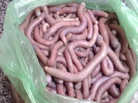 Đặc sản ‘nhìn phát sợ, ăn phát ghiền’ của Quảng Ninh: Giá đắt như vàng, xưa là món tiến vua