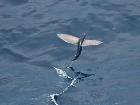 Loài cá ‘biết bay’ từng rẻ như cho ở miền Trung, nay được người thành phố truy tìm