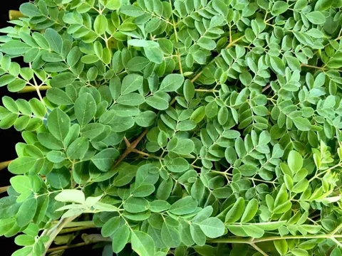 Từ cây dại mọc bờ bụi đến 'đặc sản xanh' được người thành phố săn lùng