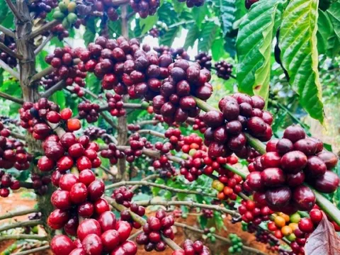 Giá nông sản ngày 22/10/2025: Cà phê và hồ tiêu giữ mức cao