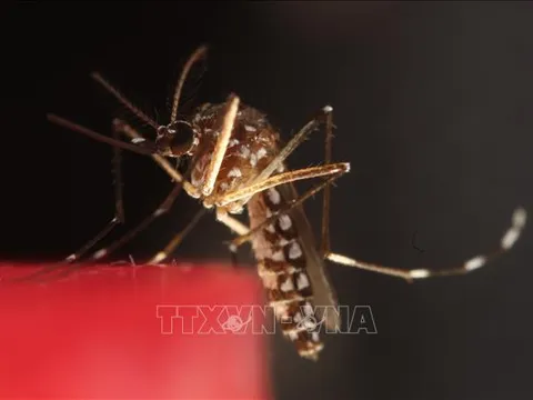 Muỗi lần đầu tiên được ghi nhận xuất hiện tại Iceland - hiện tượng chưa từng có trong lịch sử