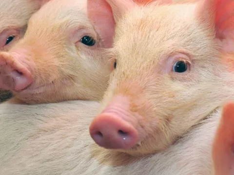 Giá heo hơi ngày 23/10/2025: Miền Nam và miền Trung tăng nhẹ