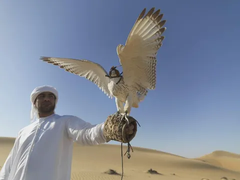 'Báu vật sống' của giới thượng lưu Trung Đông: Giá hàng trăm nghìn đô, được cấp hộ chiếu và bay khoang hạng nhất