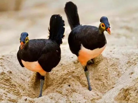 Kỳ lạ loài chim quý hiếm ấp trứng bằng núi lửa, con non vừa nở đã biết bay