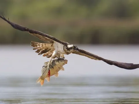 Khoảnh khắc rợn người: Chim ưng biển tấn công cá chép ở tốc độ 128 km/h