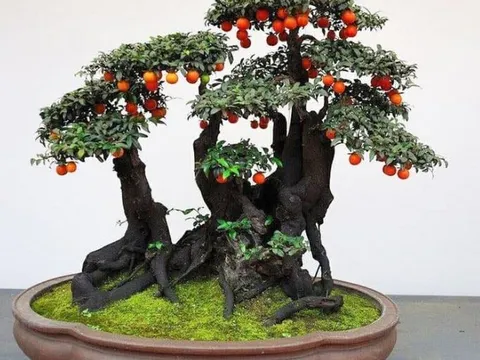 Loài cây ăn quả quen thuộc ‘biến hình’ thành bonsai tiền tỷ, có người chi 900 triệu để sở hữu