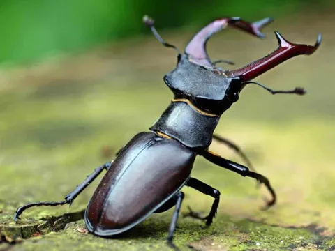 Loại bọ siêu hiếm, có giá gần 2 tỷ đồng/con - giới nhà giàu tranh nhau ‘rước’ về làm thú cưng