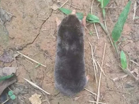 Phát hiện loài chuột 'chưa từng được ghi nhận’ tại Thanh Hoá