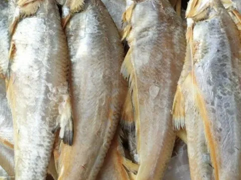 Loại cá xưa cho người nghèo, nay thành đặc sản với giá 150.000 đồng/kg