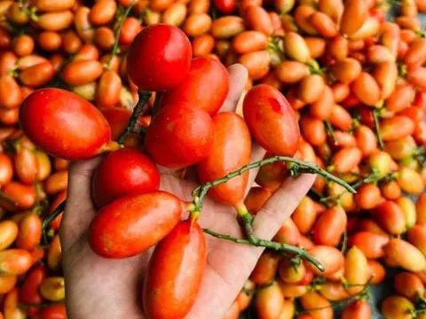 Loại quả rừng trước không ai ngó, nay bán giá 500.000 đồng/kg