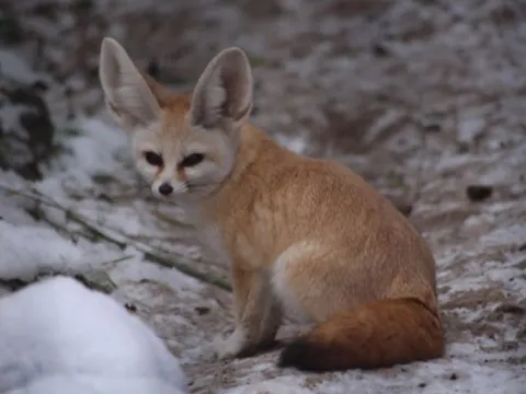 Bí ẩn loài cáo nhỏ nhất thế giới, sống giữa sa mạc mà chẳng cần uống nước